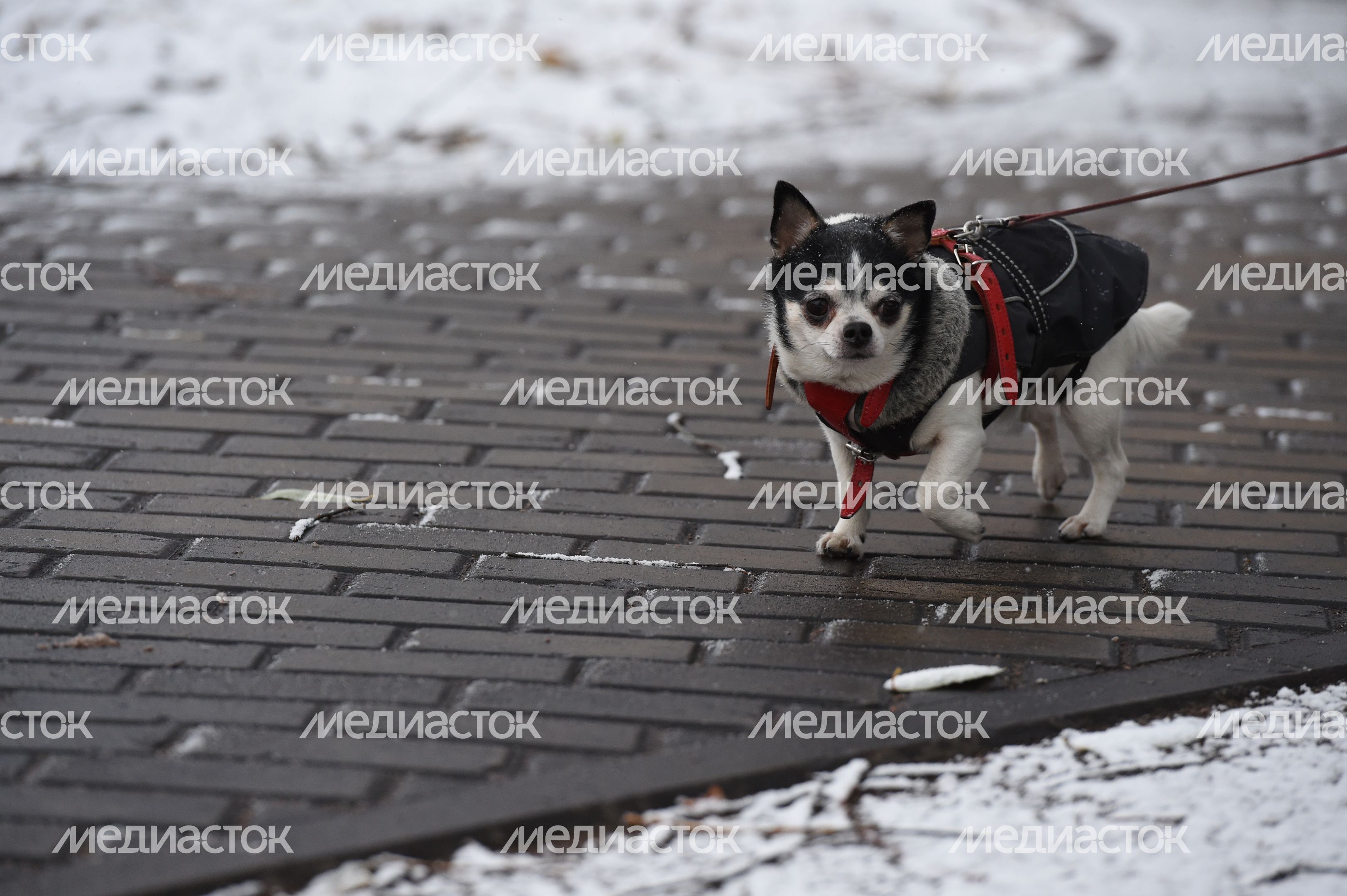 Первый снег в Москве