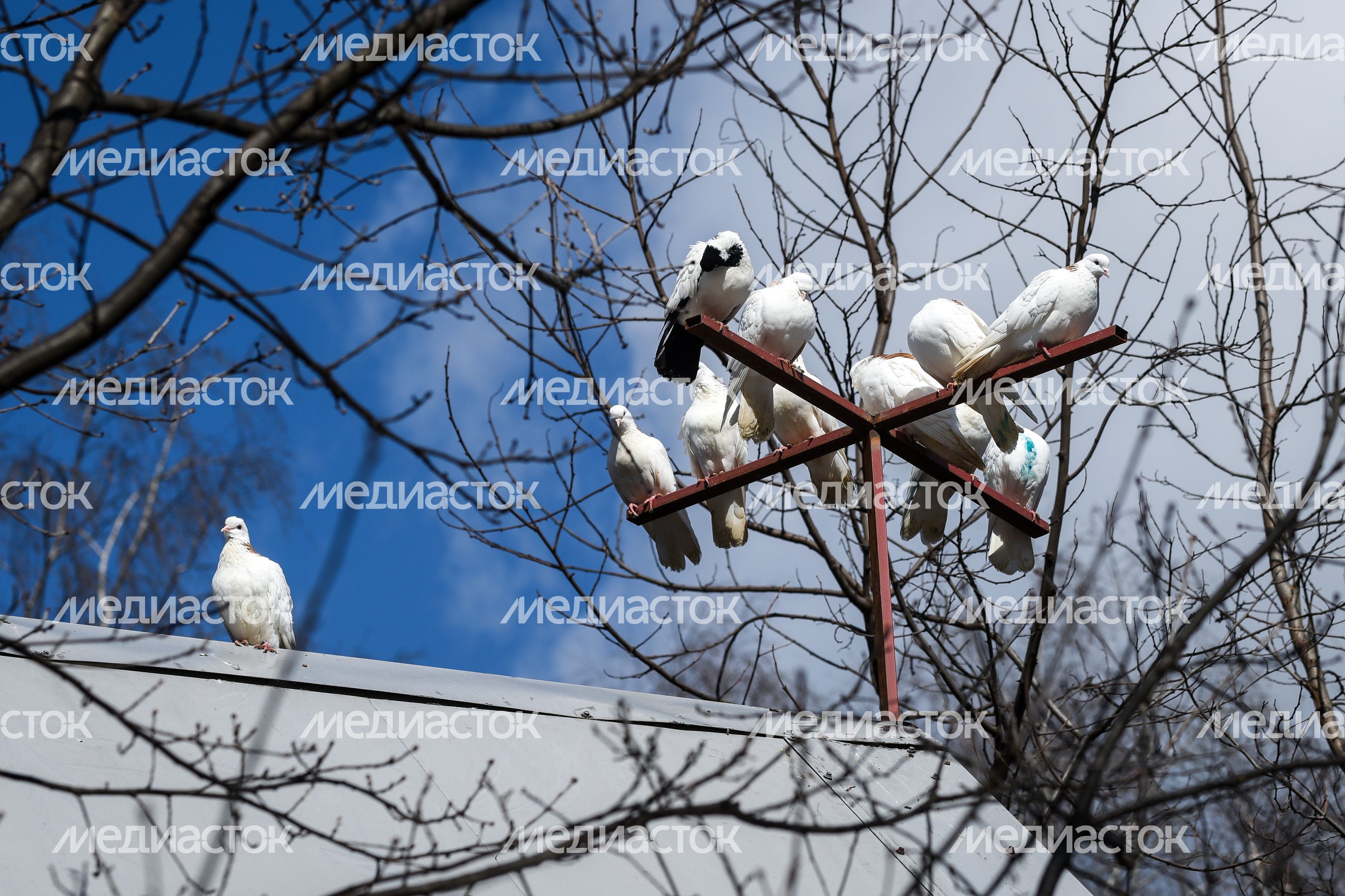 Голубятня в Москве