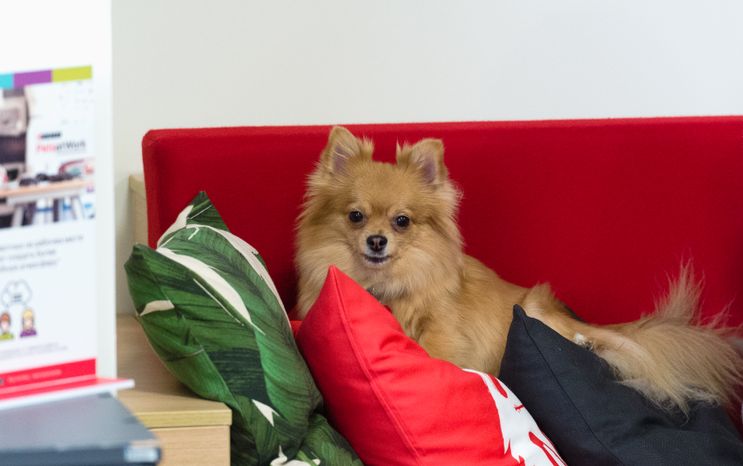 Pet‑friendly офис Purina