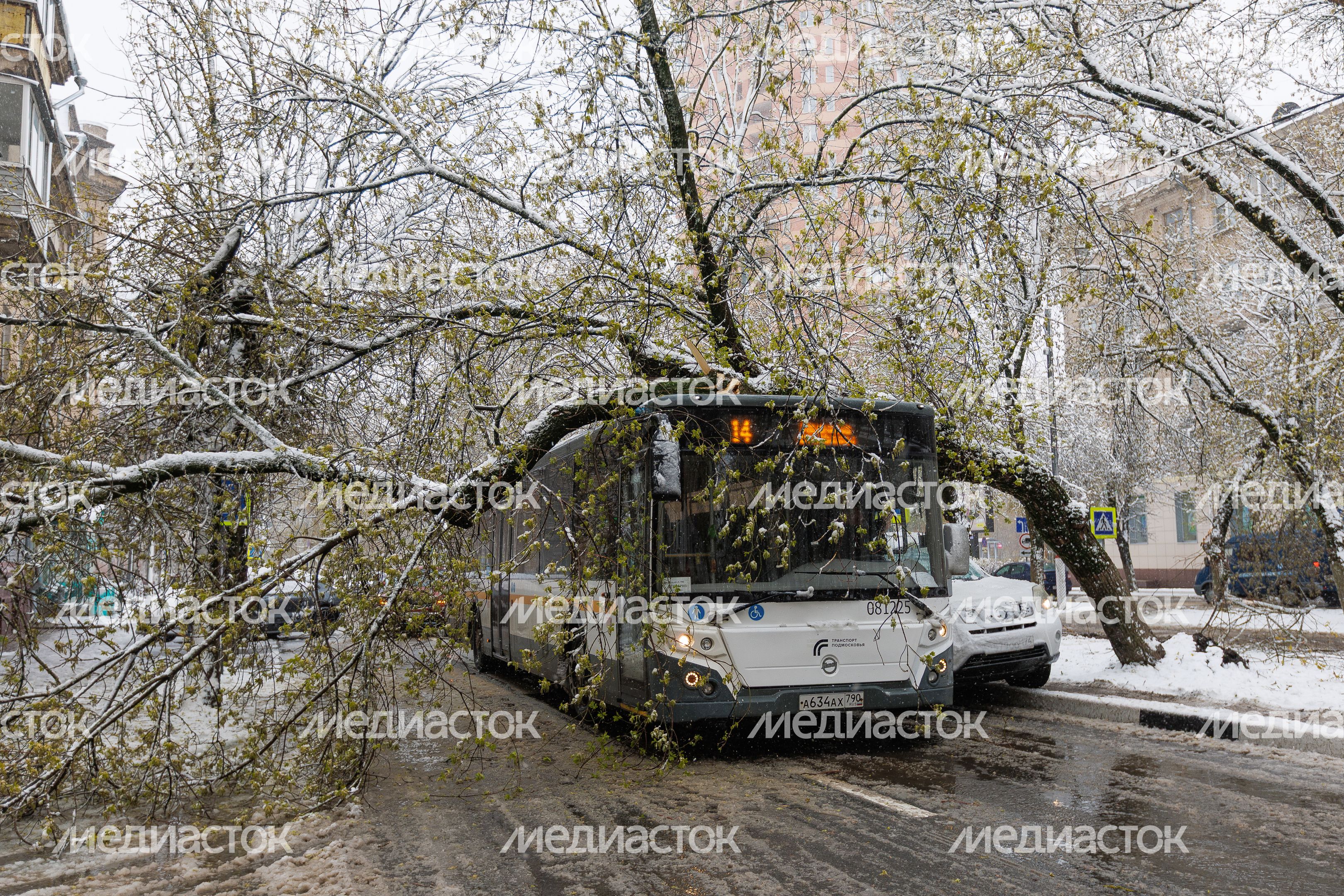 Снежный апокалипсис в Подмосковье: дерево рухнуло на автобус Снежный апокалипсис в Подмосковье: дерево рухнуло на автобус