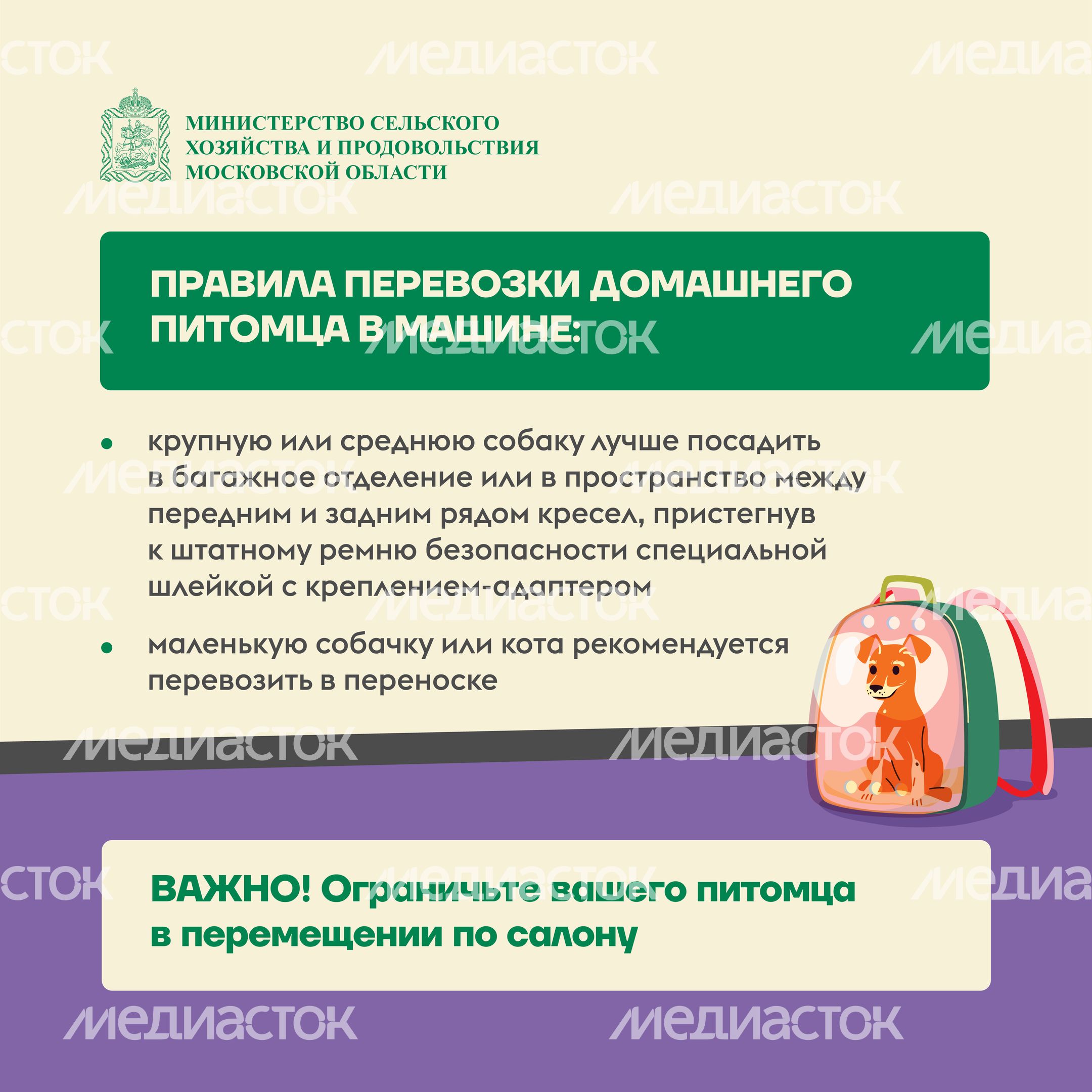 животные на даче квадрат (4)
