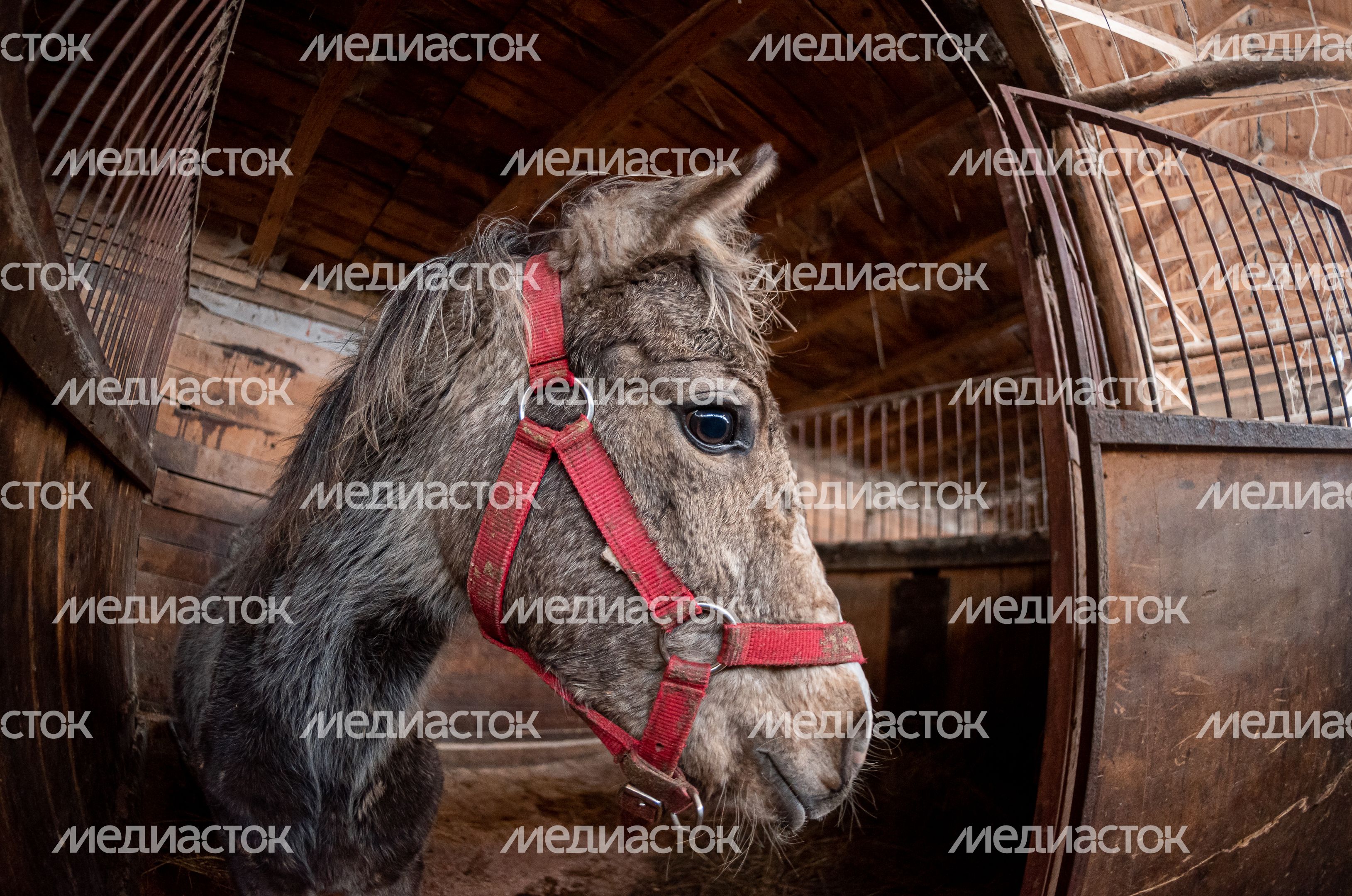 Зимние виды Конно-спортивного клуба Баллада