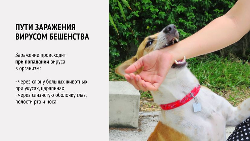 Вакцинация