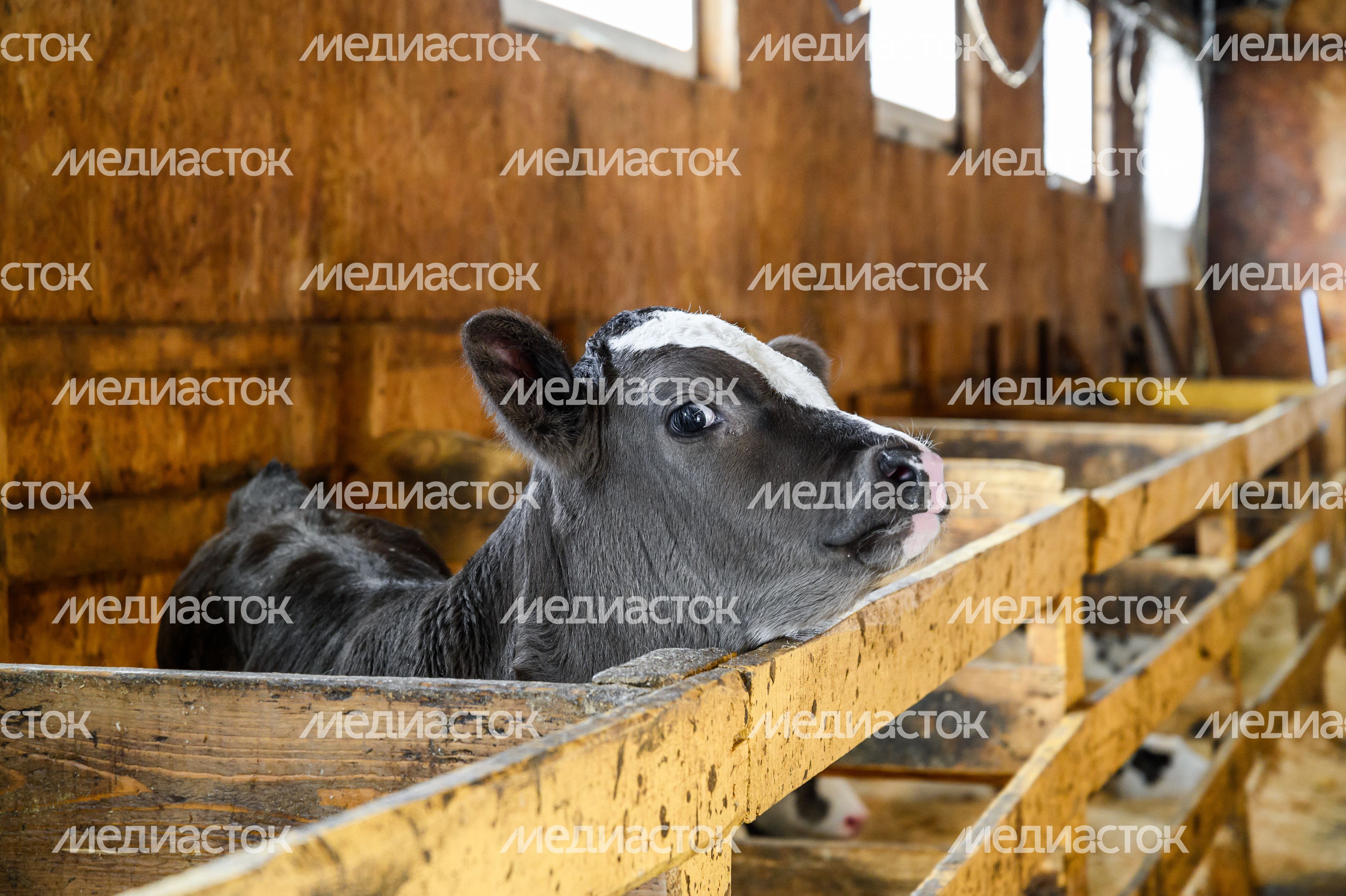 Сыроварня КФХ "Свободный труд" Сыроварня КФХ "Свободный труд"