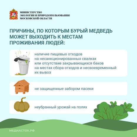 Медведь – сосед, которого нужно знать_квадрат 06