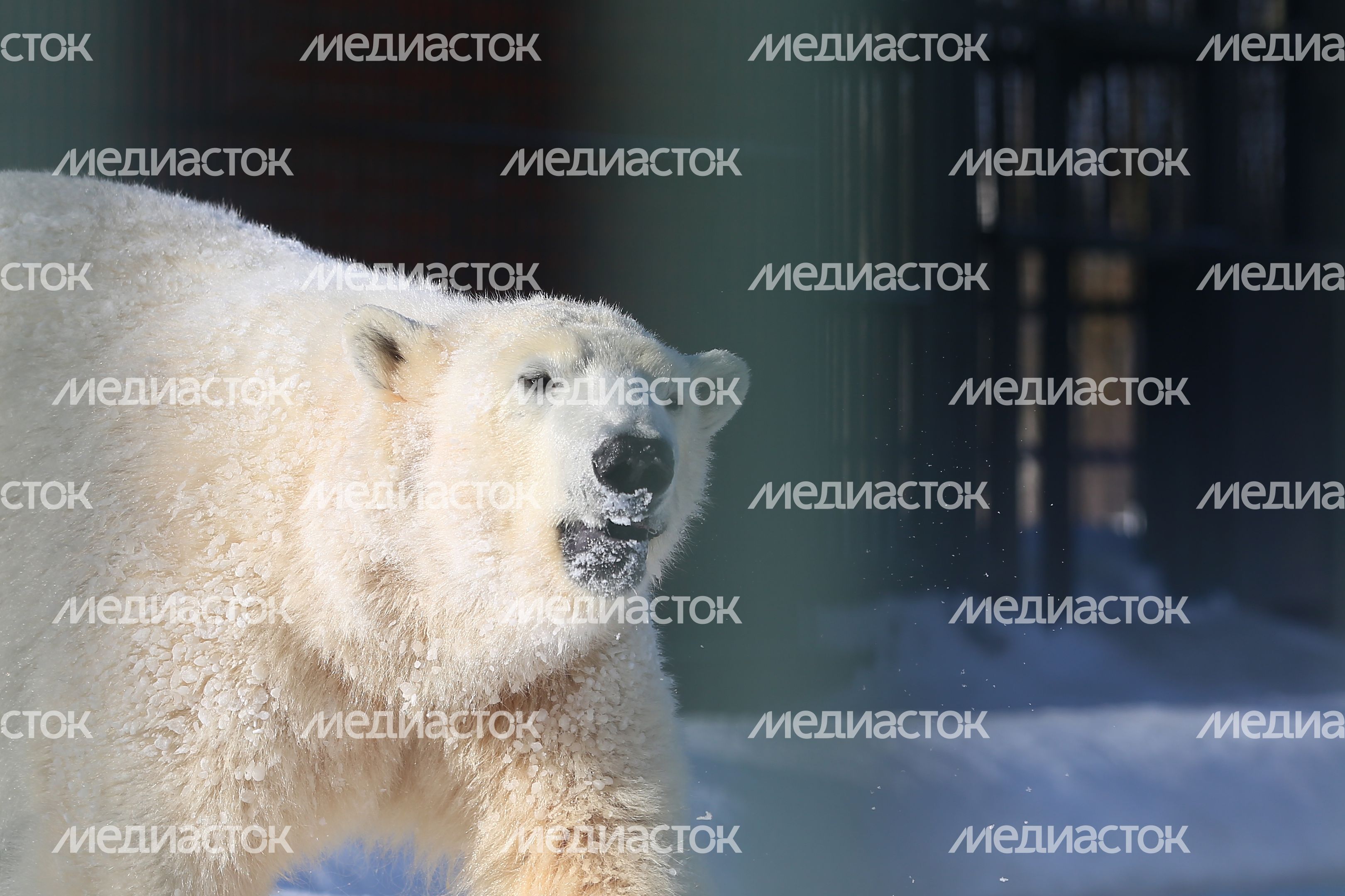 Как живут белые медведи в питомнике Московского зоопарка