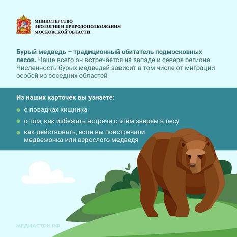 Медведь – сосед, которого нужно знать_квадрат 02