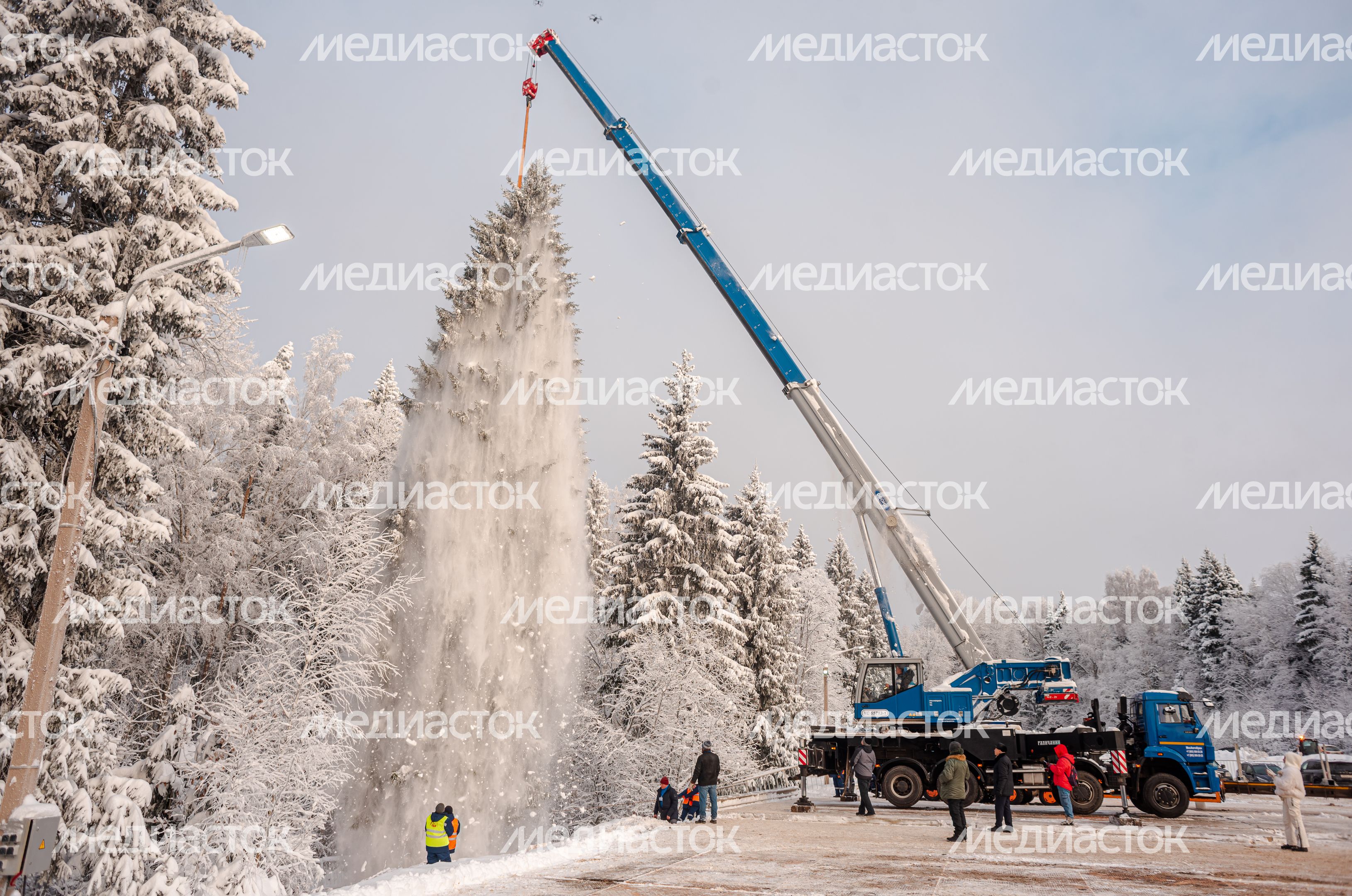 Рубка главной новогодней елки страны
