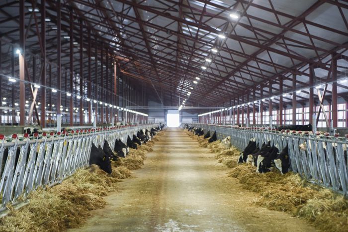 Открытие нового молочного комплекса TH True Milk в Подмосковье, 2 часть