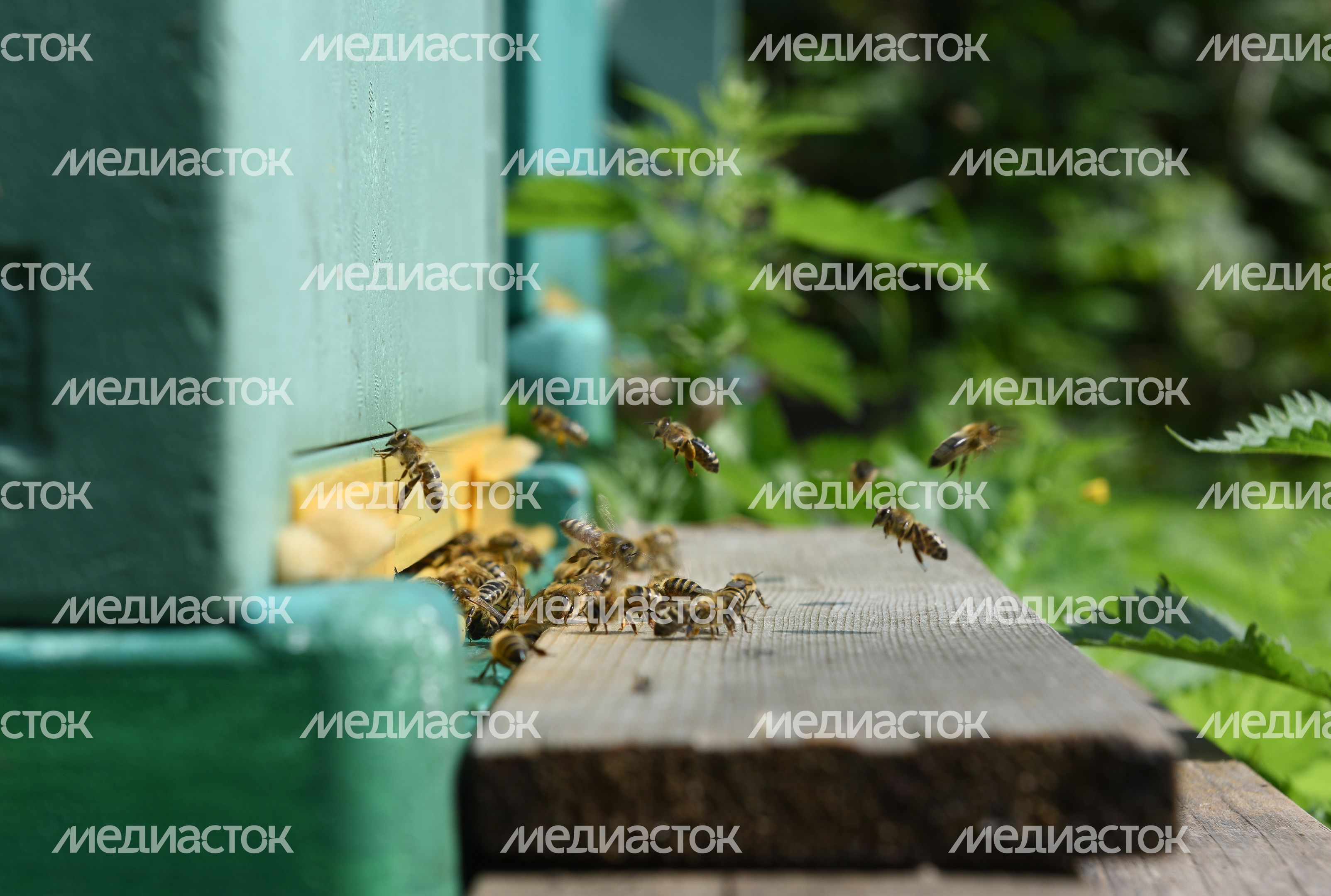 Пчеловод из Королева, 2 часть