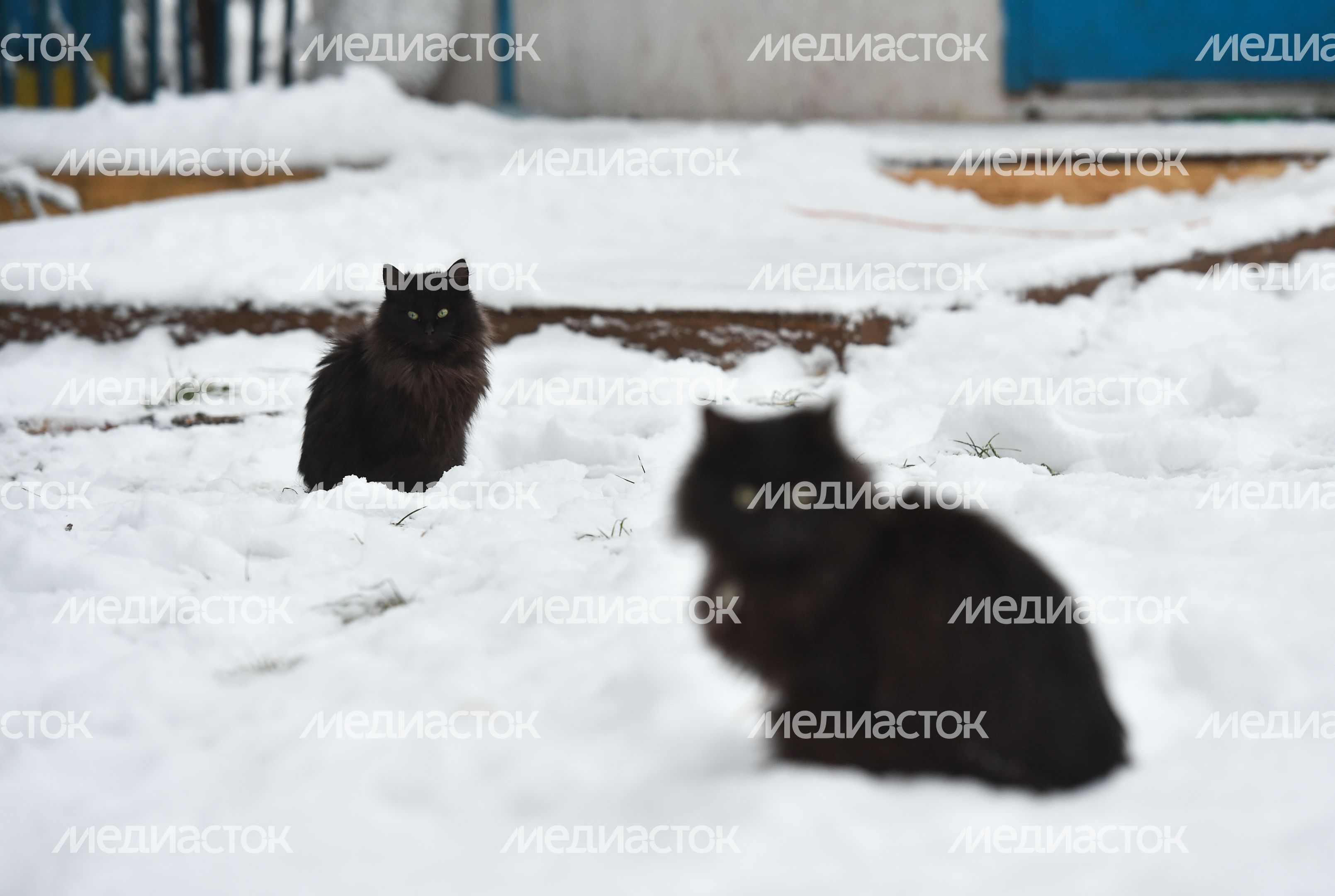 Подмосковный коливинг «Дача Бородино»