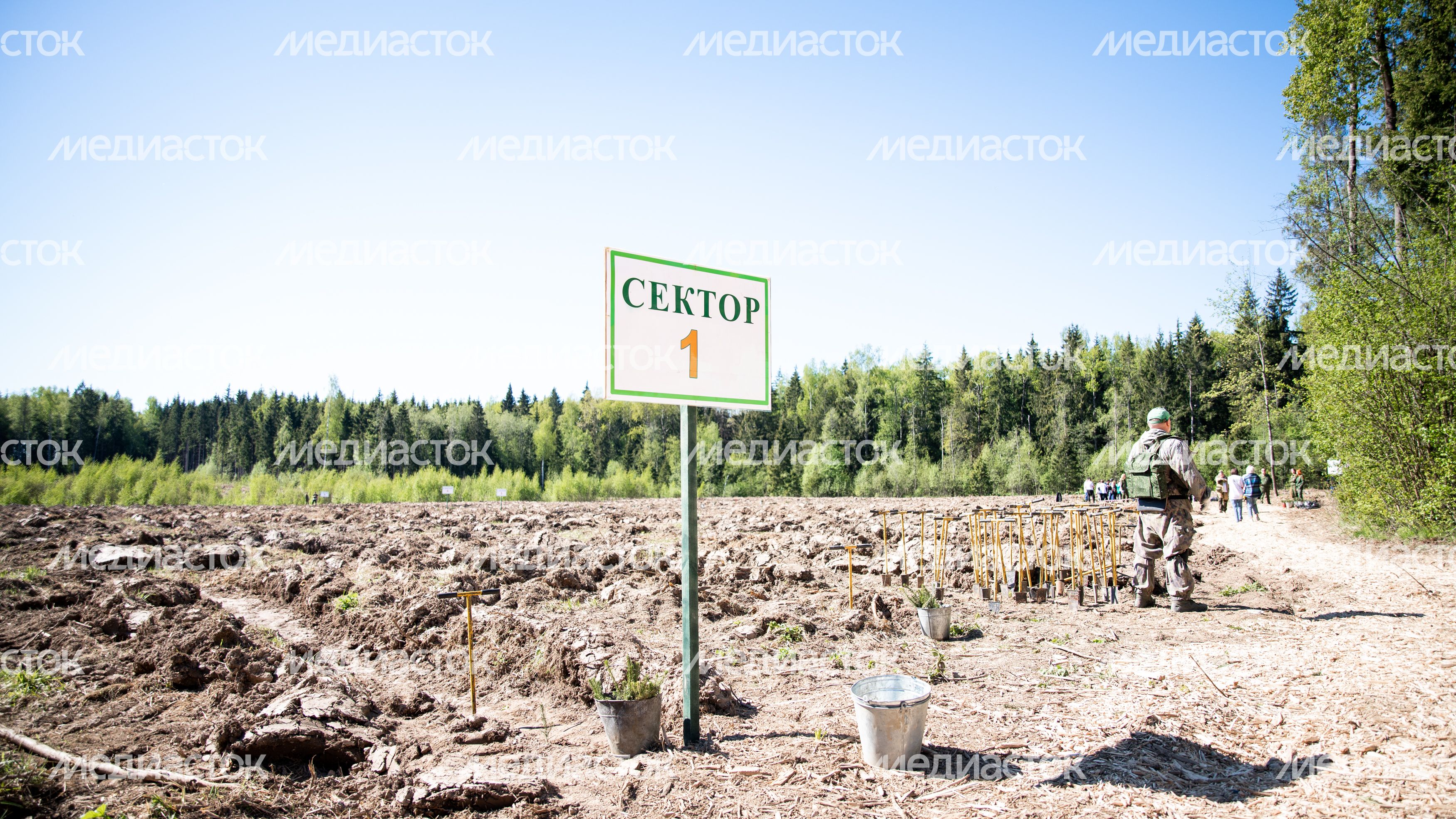 Настроение "Лес Будущего"-2024