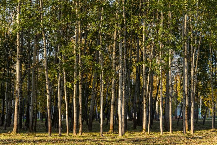 Пушкино. Парк культуры и отдыха «Ивантеевка»