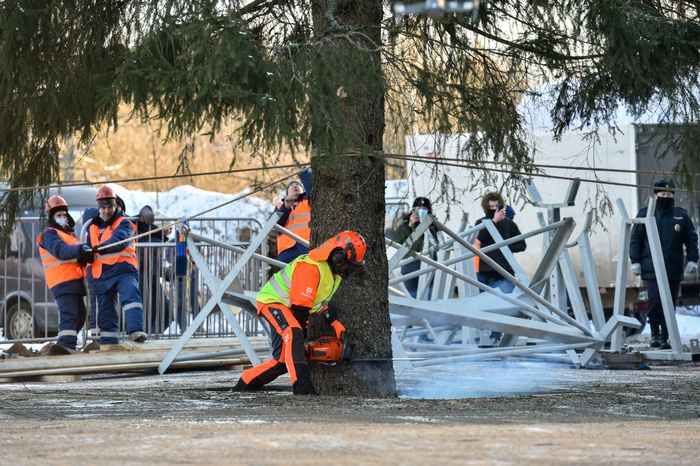 Сруб главной новогодней ели страны в Наро-Фоминском округе Подмосковья