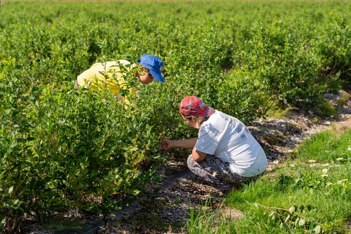 Подмосковная голубика в плодопитомнике «Ягода-малина», округ Шаховская