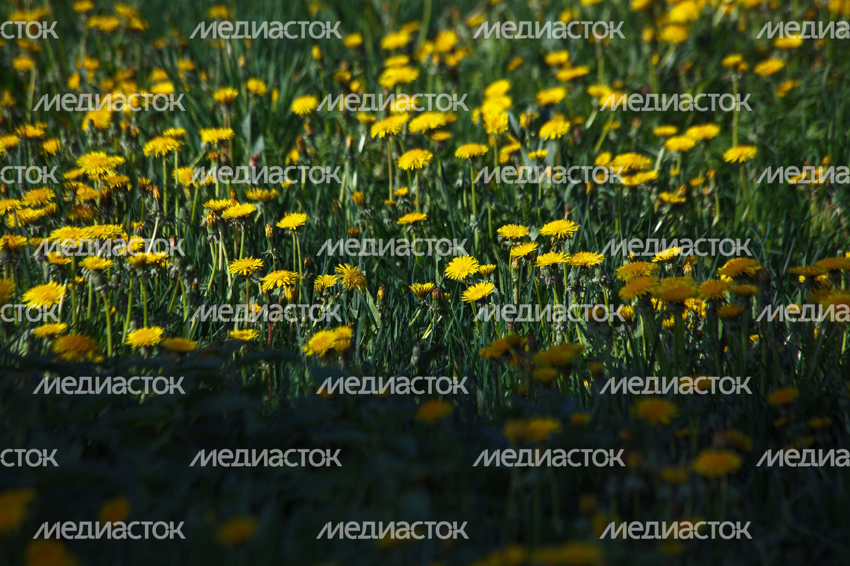 Природа Подмосковья: весна в одуванчиках Природа Подмосковья: весна в одуванчиках