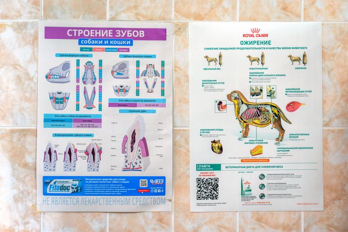 Плакаты со строением внутренних органов домашних животных на Истринской ветеринарной станции
