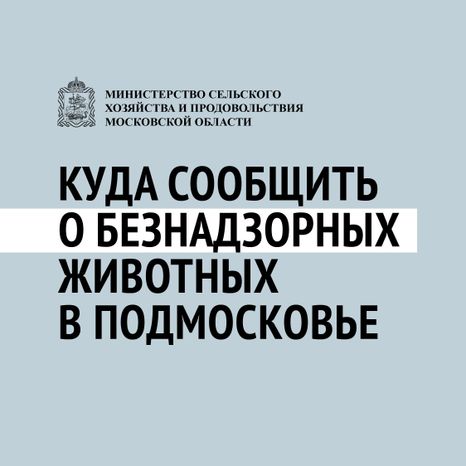 Безнадзорные животные