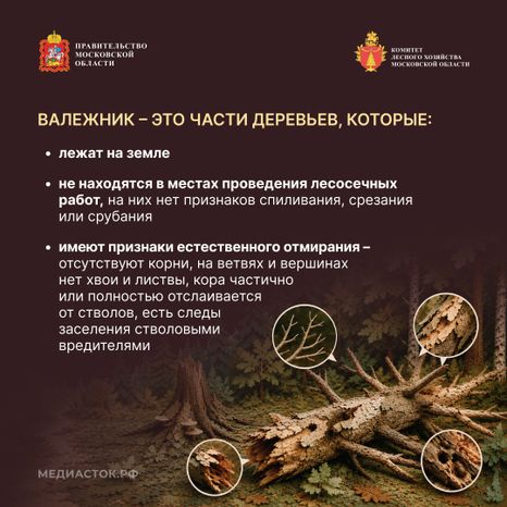 Валежник для собственных нужд квадрат 03