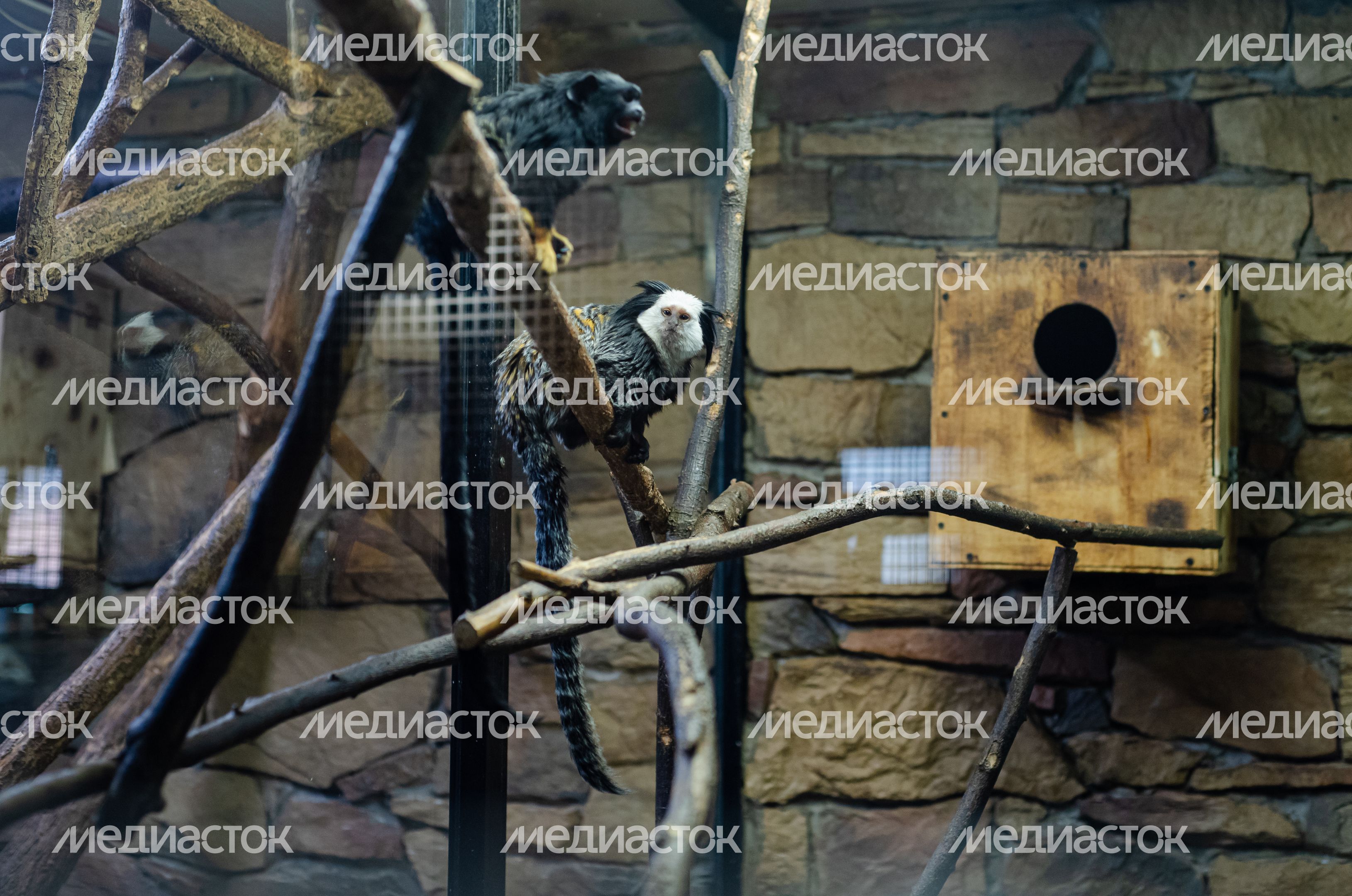 Зимний Парк Птиц «Воробьи»