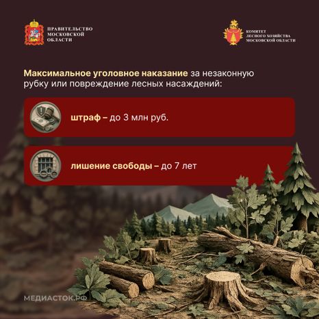 Незаконная рубка квадрат 08