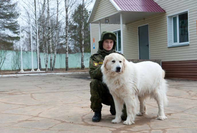 Племенной питомник «Красная Звезда» в Дмитровском районе