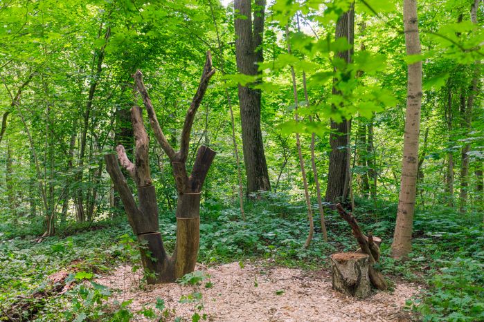 Прогулка по художественно-терапевтической тропе «Лес» в Горках Ленинских