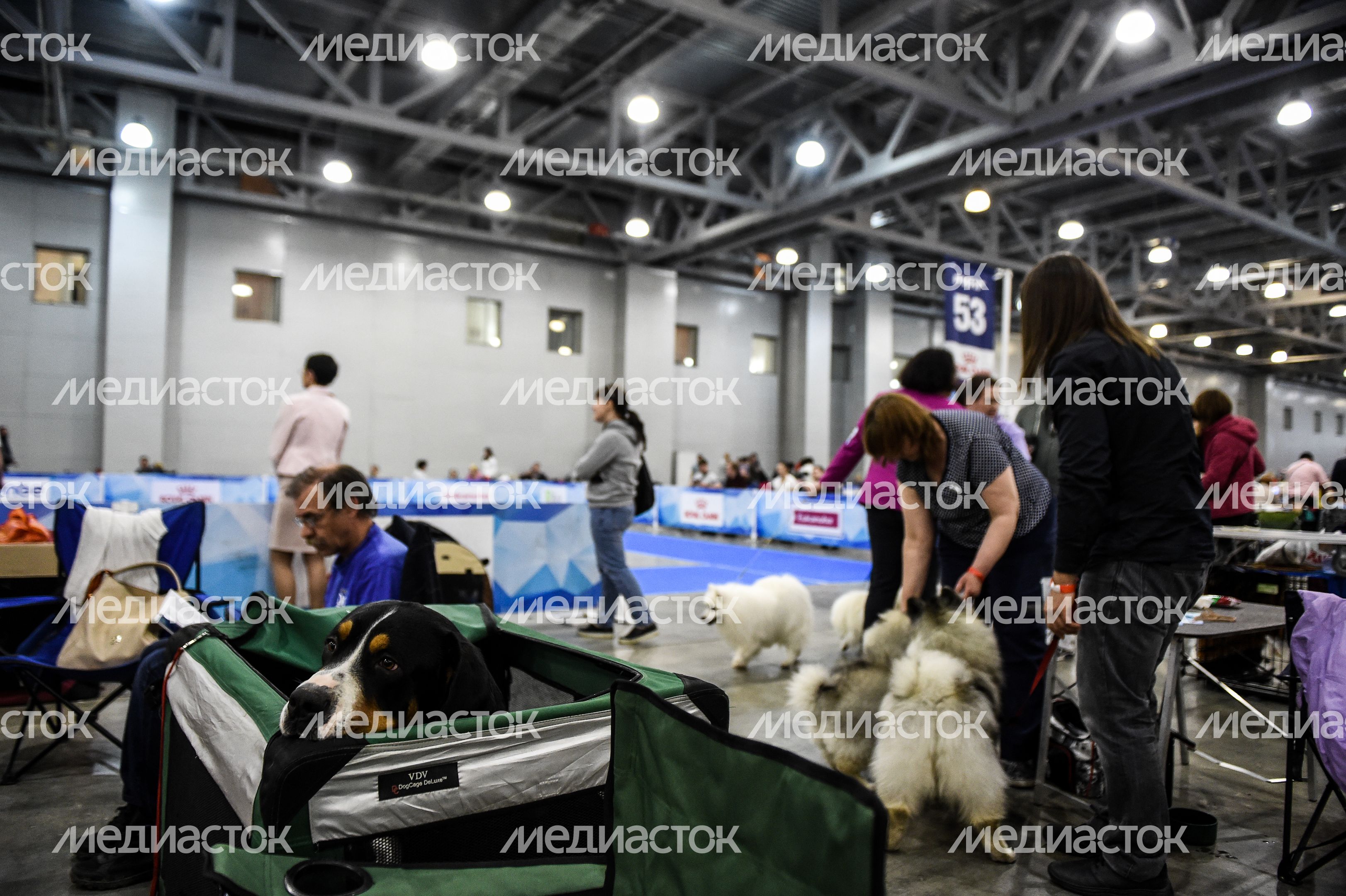 Выставка собак Евразия‑2018 прошла в Подмосковье