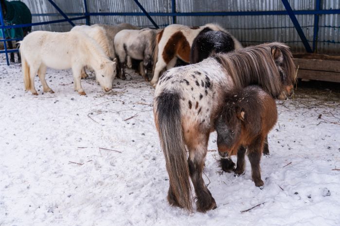 Конеферма "Костин двор" зимой