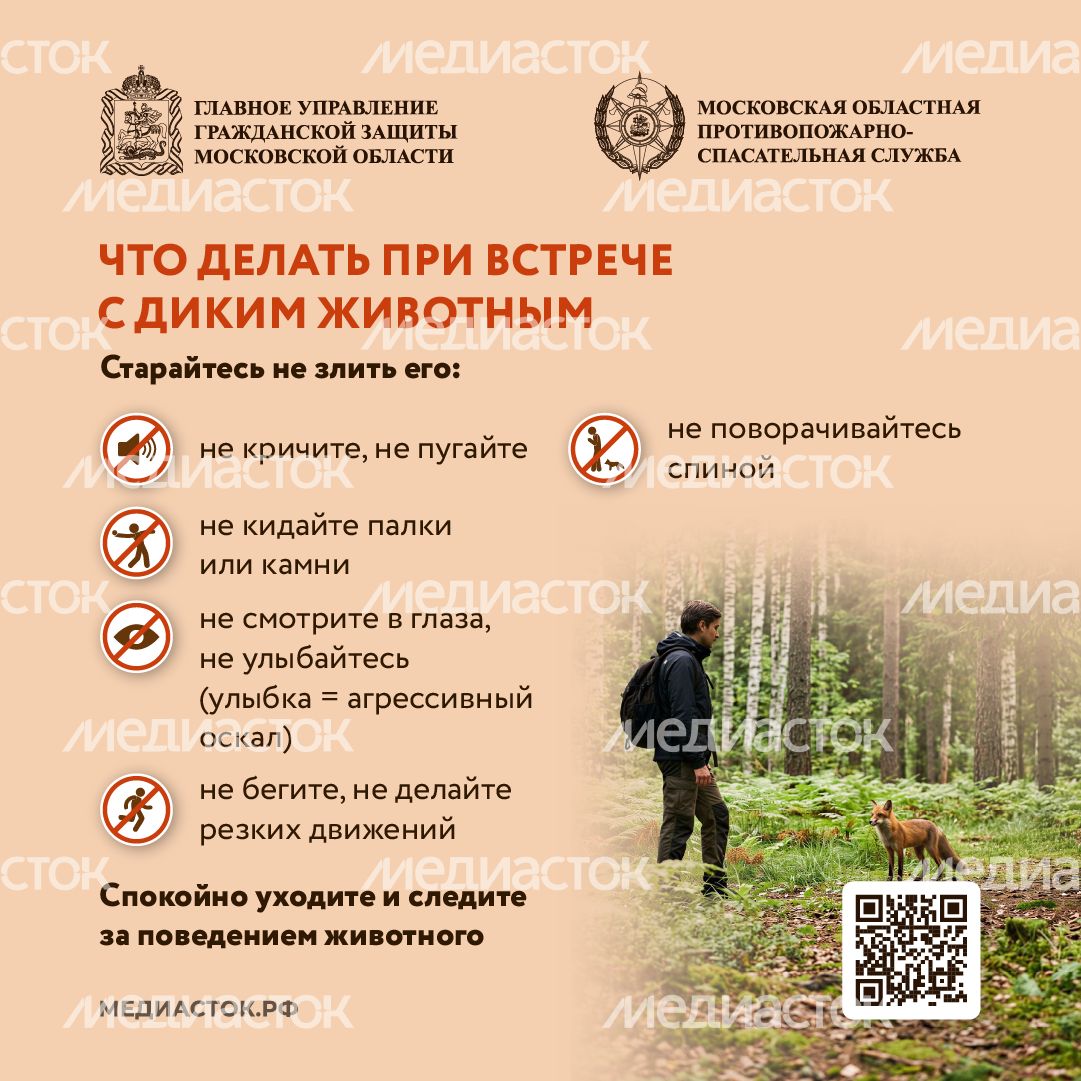 Что делать при встрече с диким животным квадрат 04 Что делать при встрече с диким животным квадрат 04