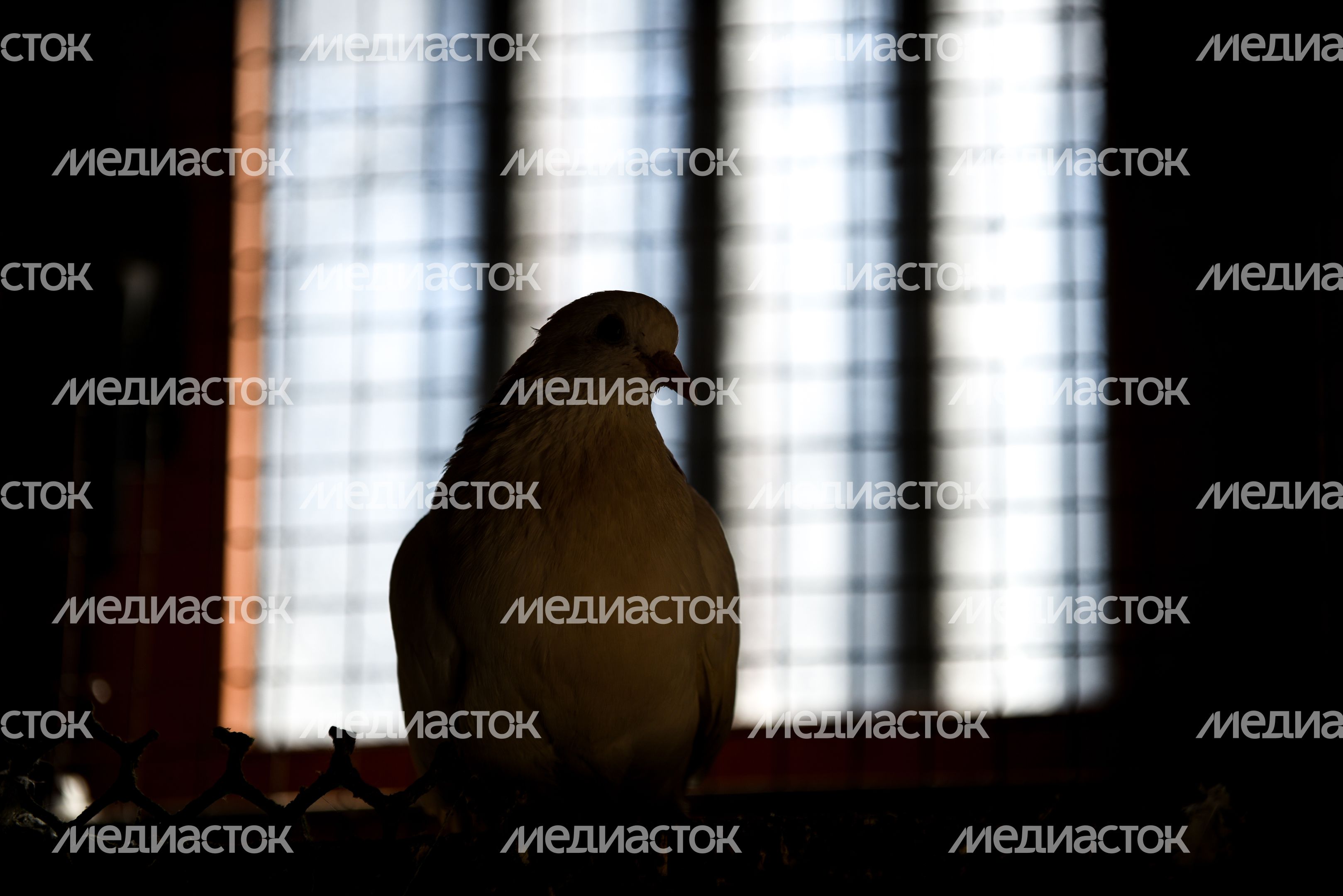Голубятня в Москве