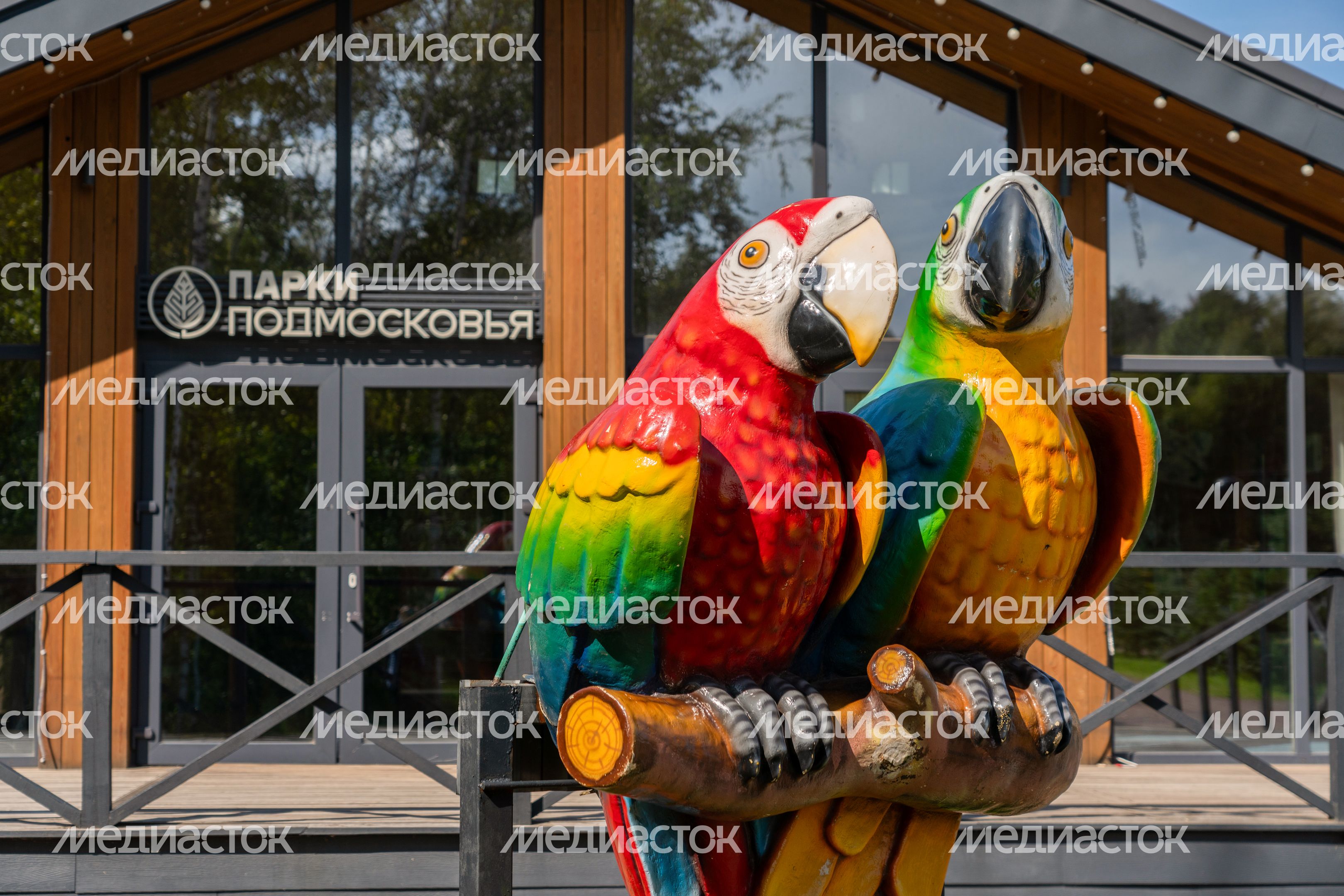 Лобненский лесопарк летом 2026 года