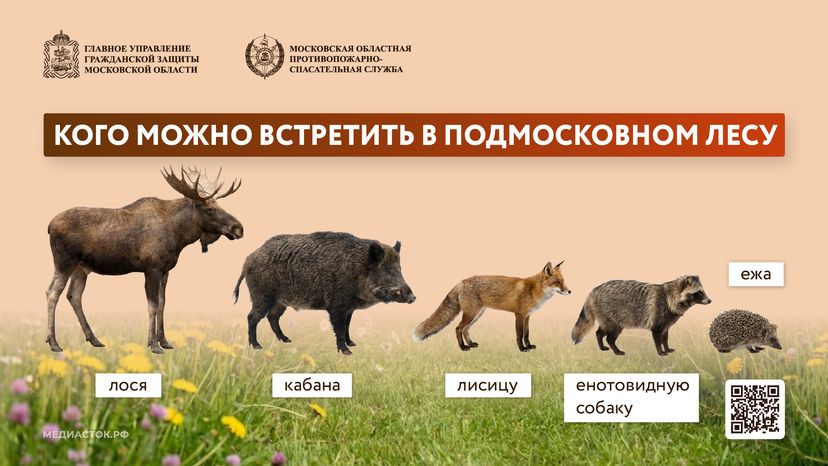 Что делать при встрече с диким животным горизонталь 01