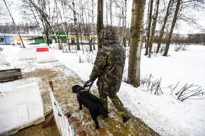 Школа собак‑проводников в Подмосковье