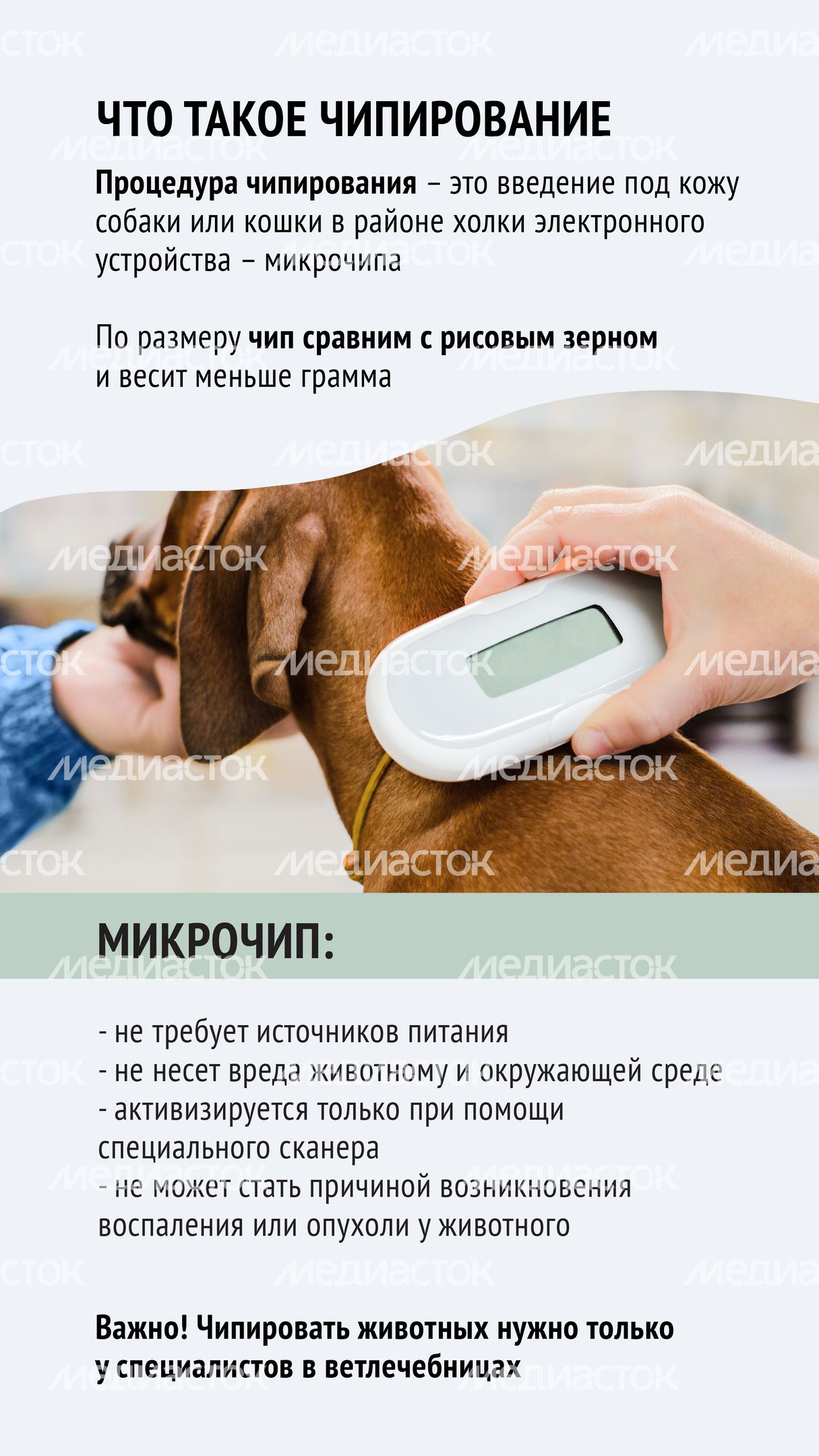 Чипирование-03.jpg