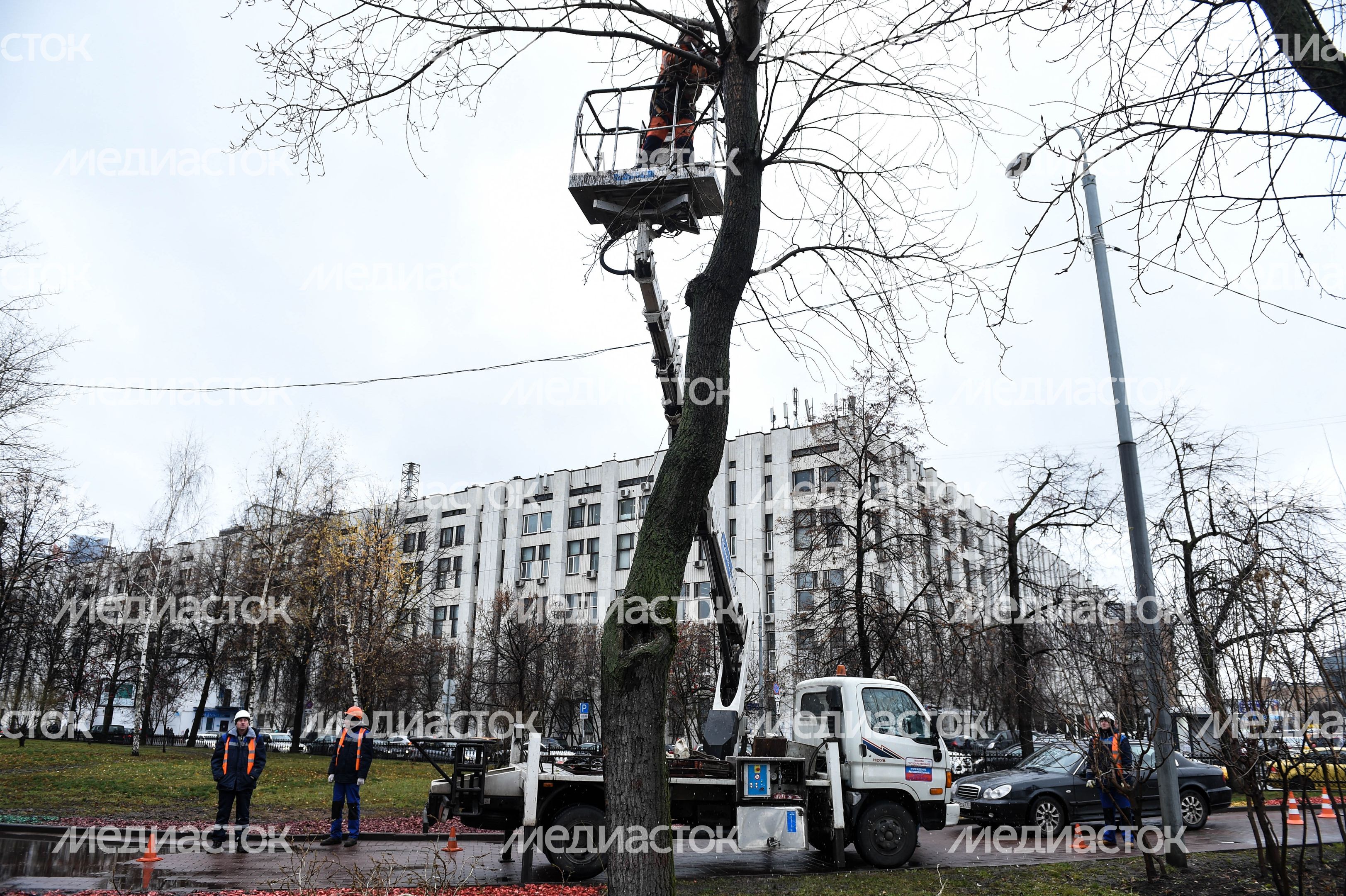Обрезка тополей в Москве Обрезка тополей в Москве