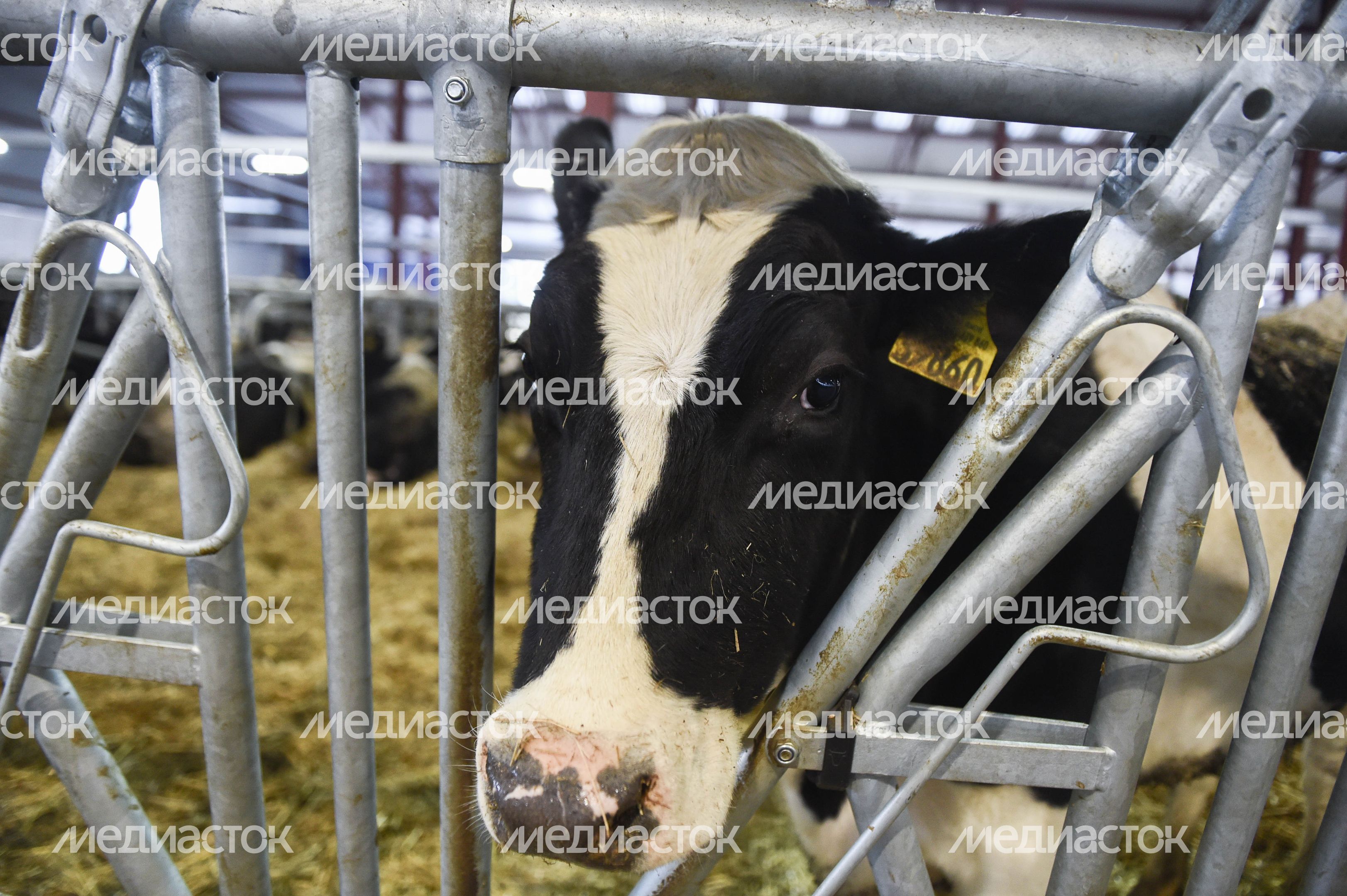 Открытие нового молочного комплекса TH True Milk в Подмосковье, 2 часть