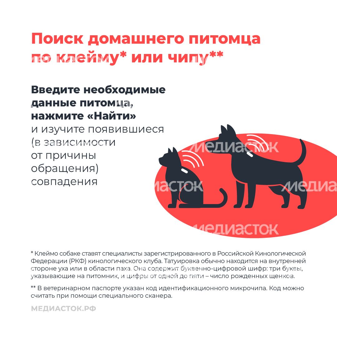 Домашние животные квадрат 05 Домашние животные квадрат 05