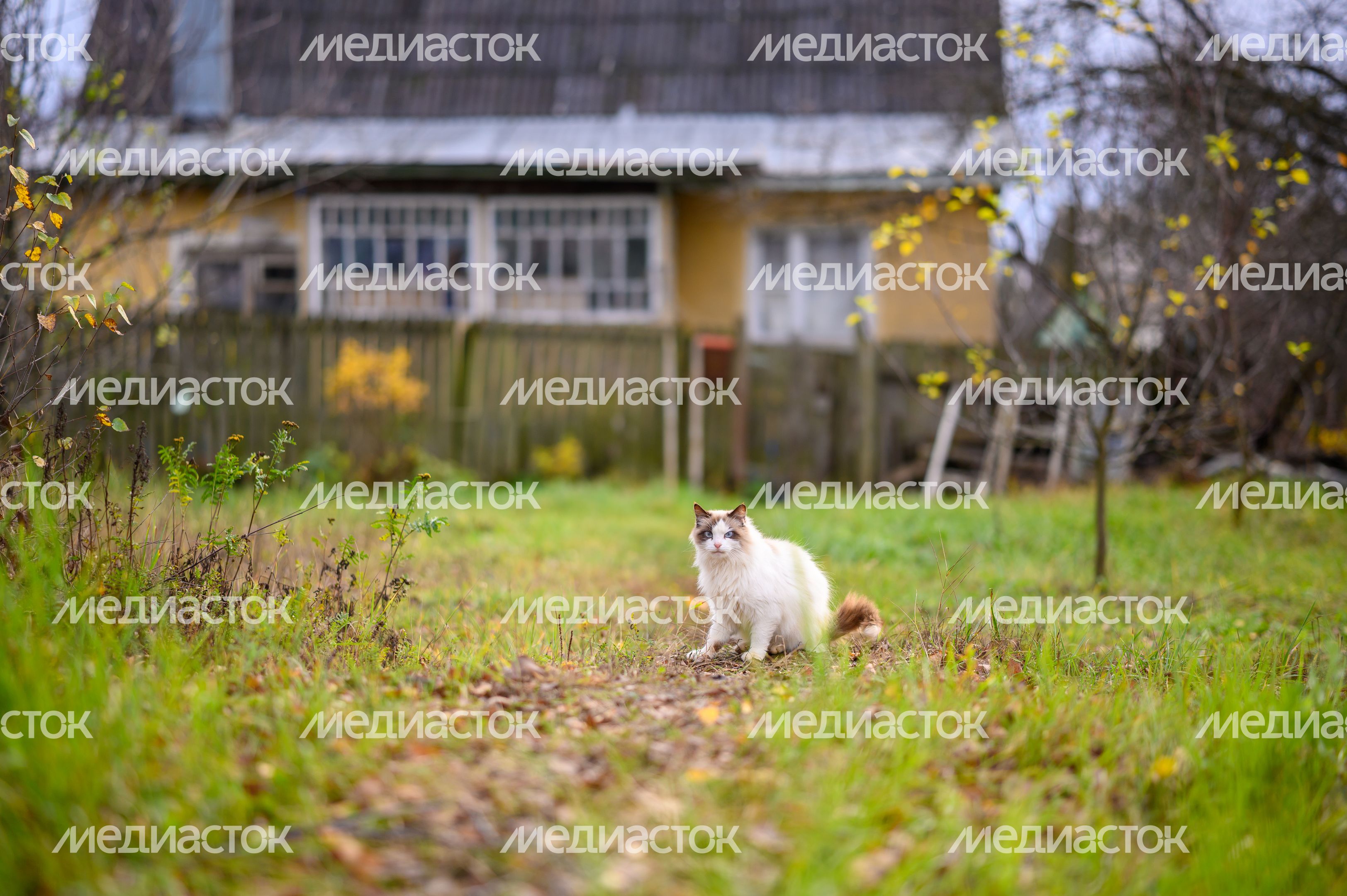 Частный дом в микрорайоне Белые Столбы города Домодедово осенью Частный дом в микрорайоне Белые Столбы города Домодедово осенью
