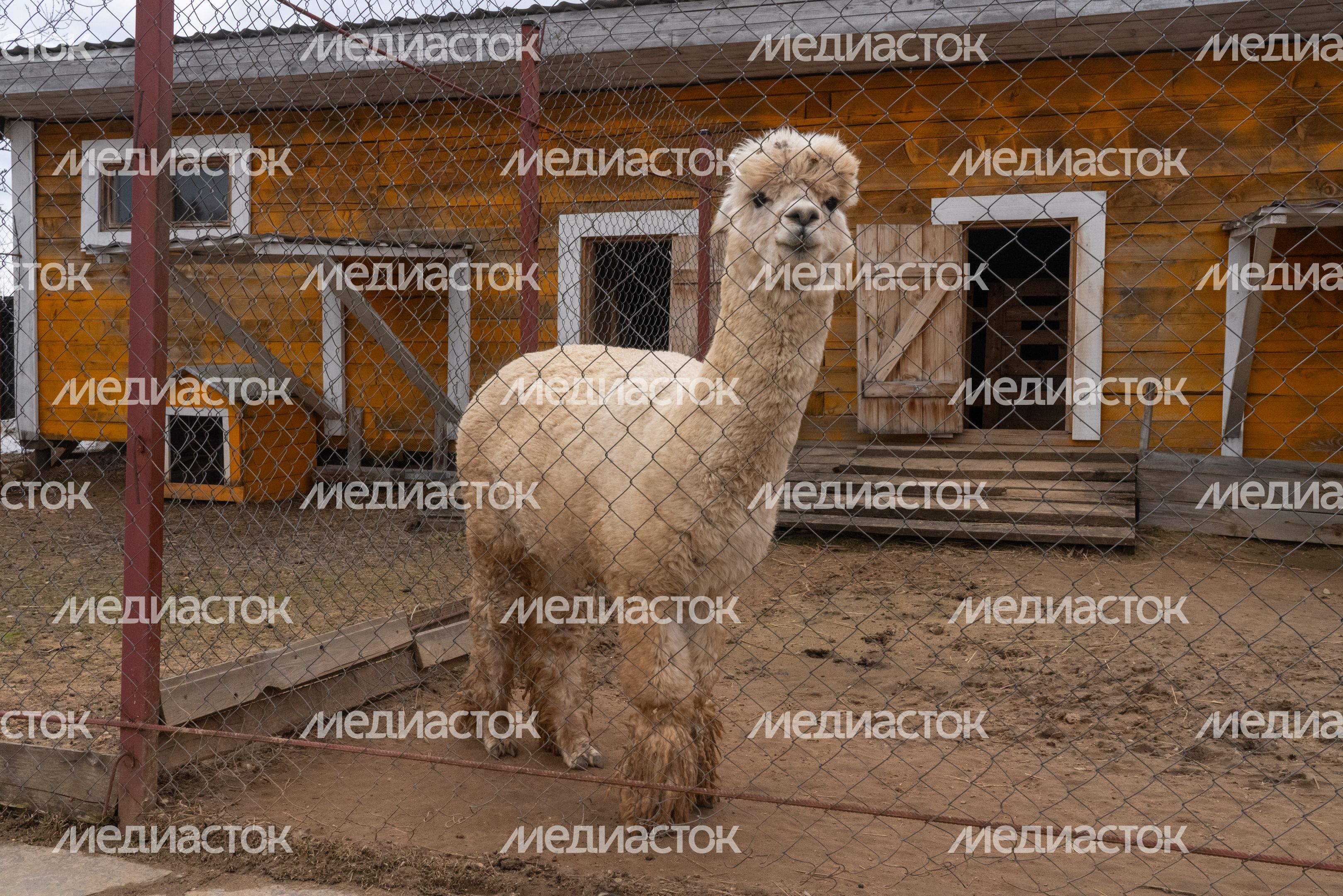 Зоопарк «Zooландия» в деревне Крючково округа Истра