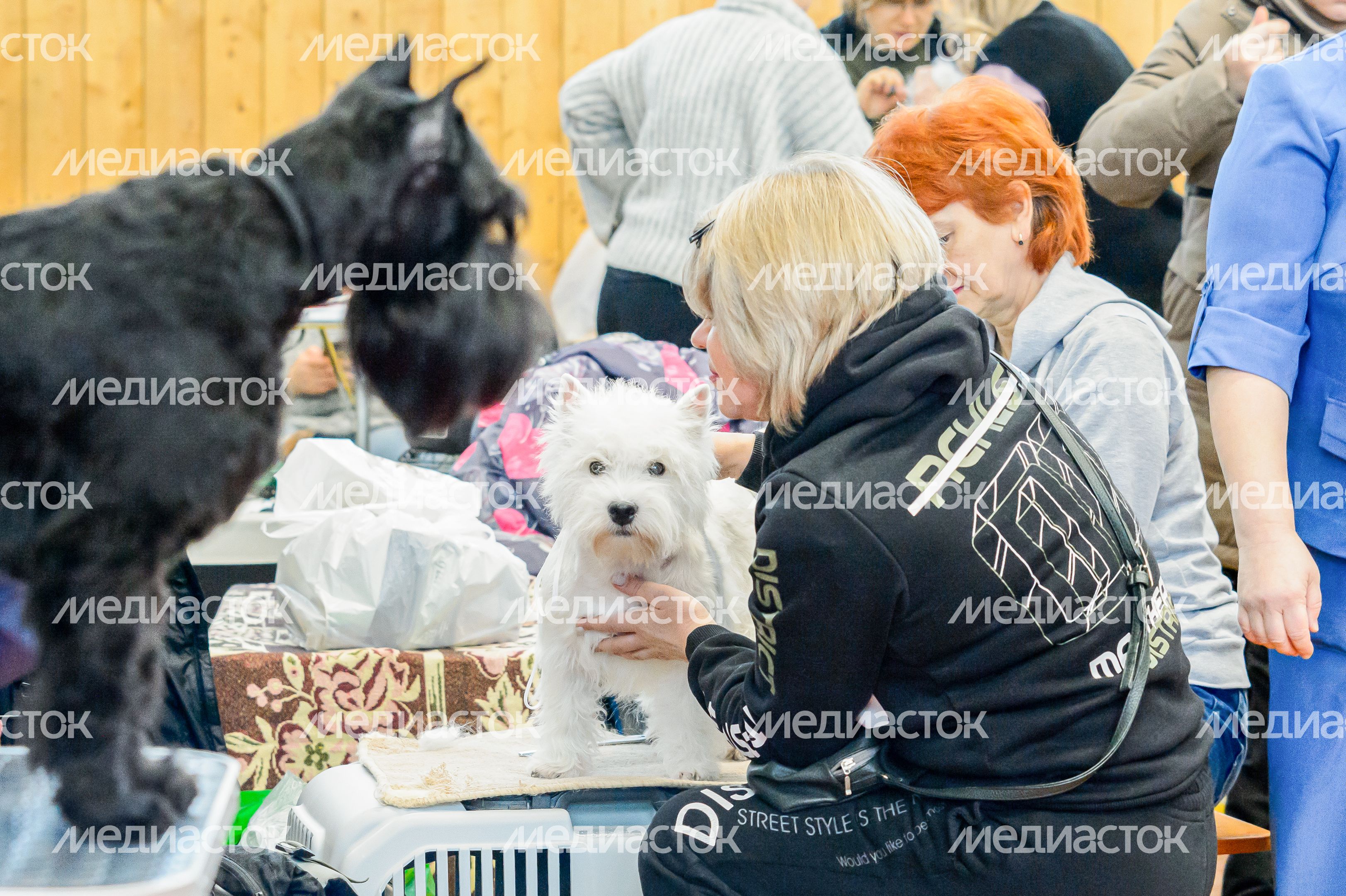Богородский. Ногинск. Выставка собак всех пород Богородский. Ногинск. Выставка собак всех пород