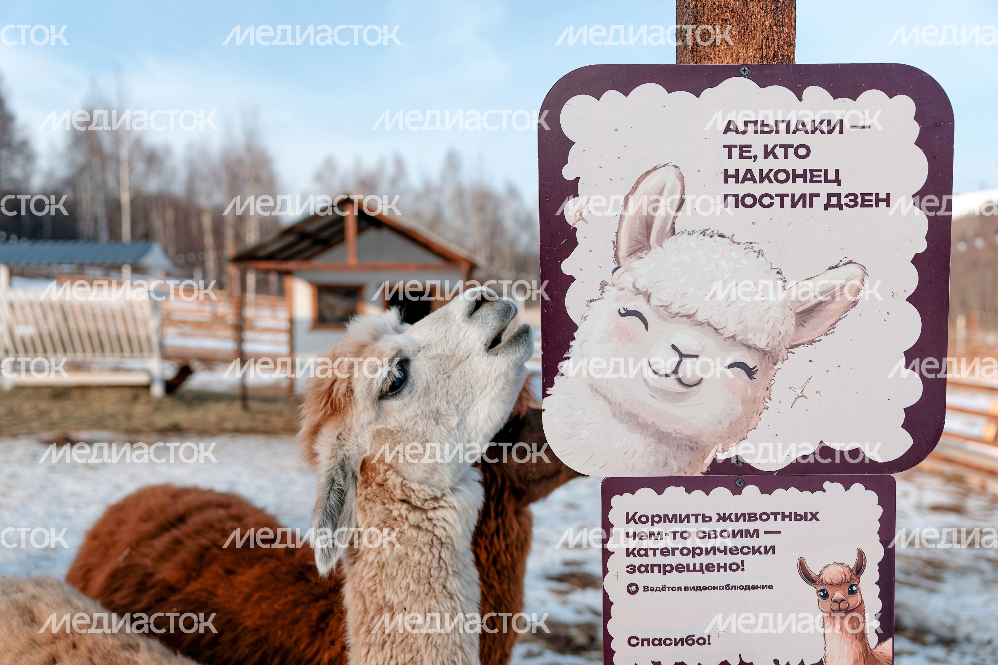 Парк альпак в спортивно-развлекательном парке «Яхрома» в Дмитровском округе Парк альпак в спортивно-развлекательном парке «Яхрома» в Дмитровском округе