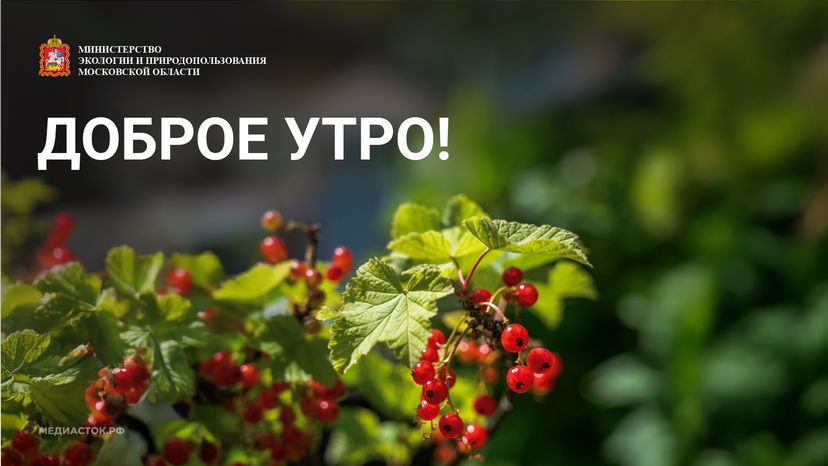 Доброе утро горизонталь 04