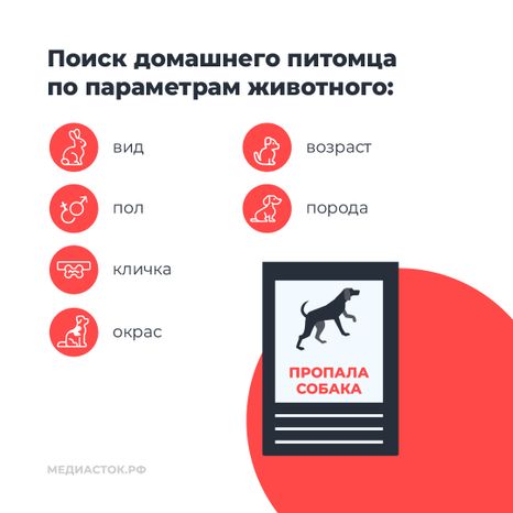 Домашние животные квадрат 06