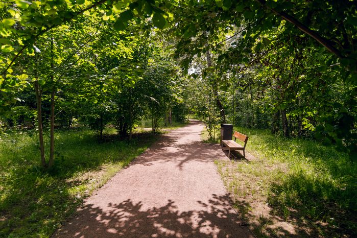 Фрязинский лесопарк летом