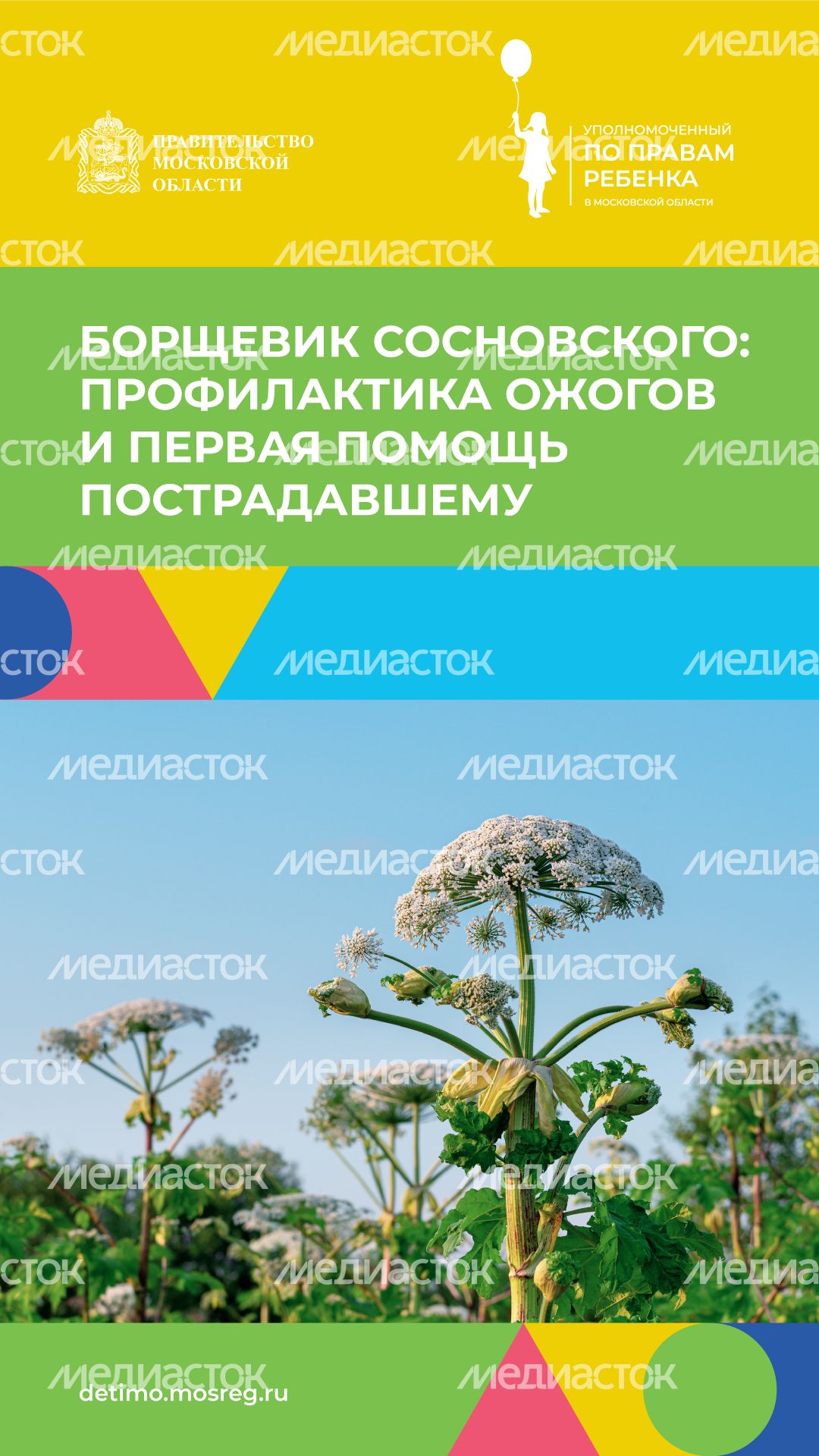 Вертикаль_Борщевик Сосновского_01.png