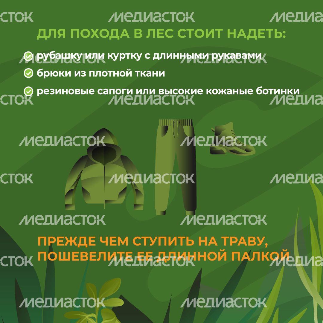 комлесхоз_змеи_кв_5
