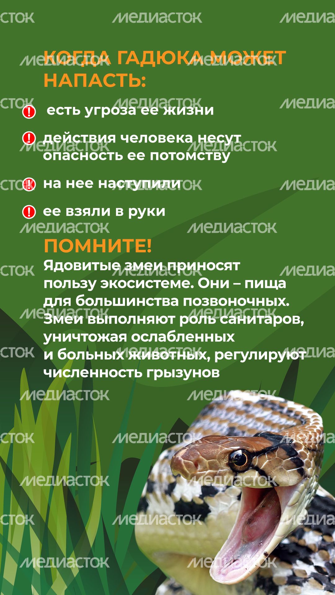 комлесхоз_змеи_верт_4