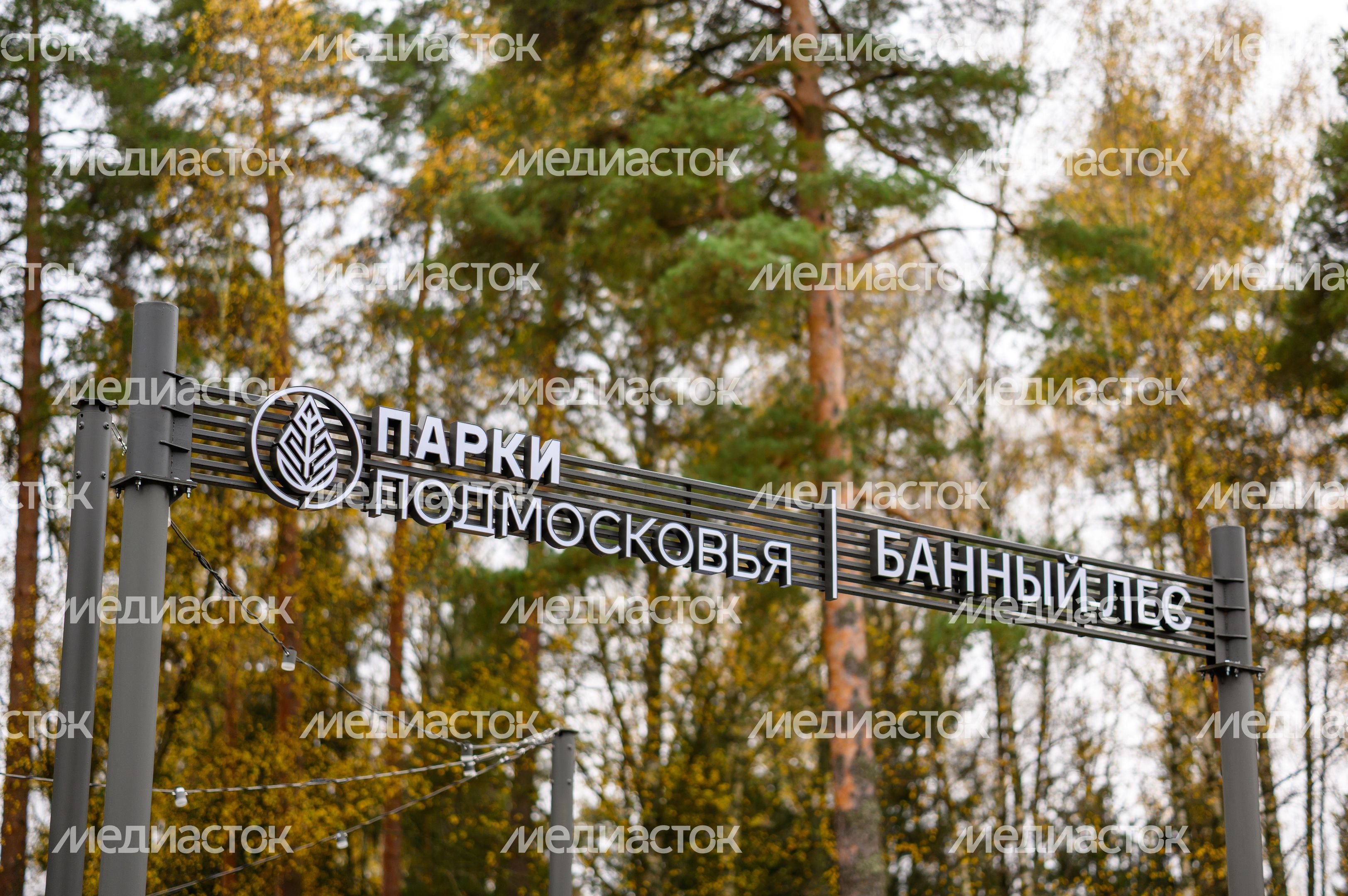 Лесопарк «Банный лес» в Красноармейске осенью Лесопарк «Банный лес» в Красноармейске осенью