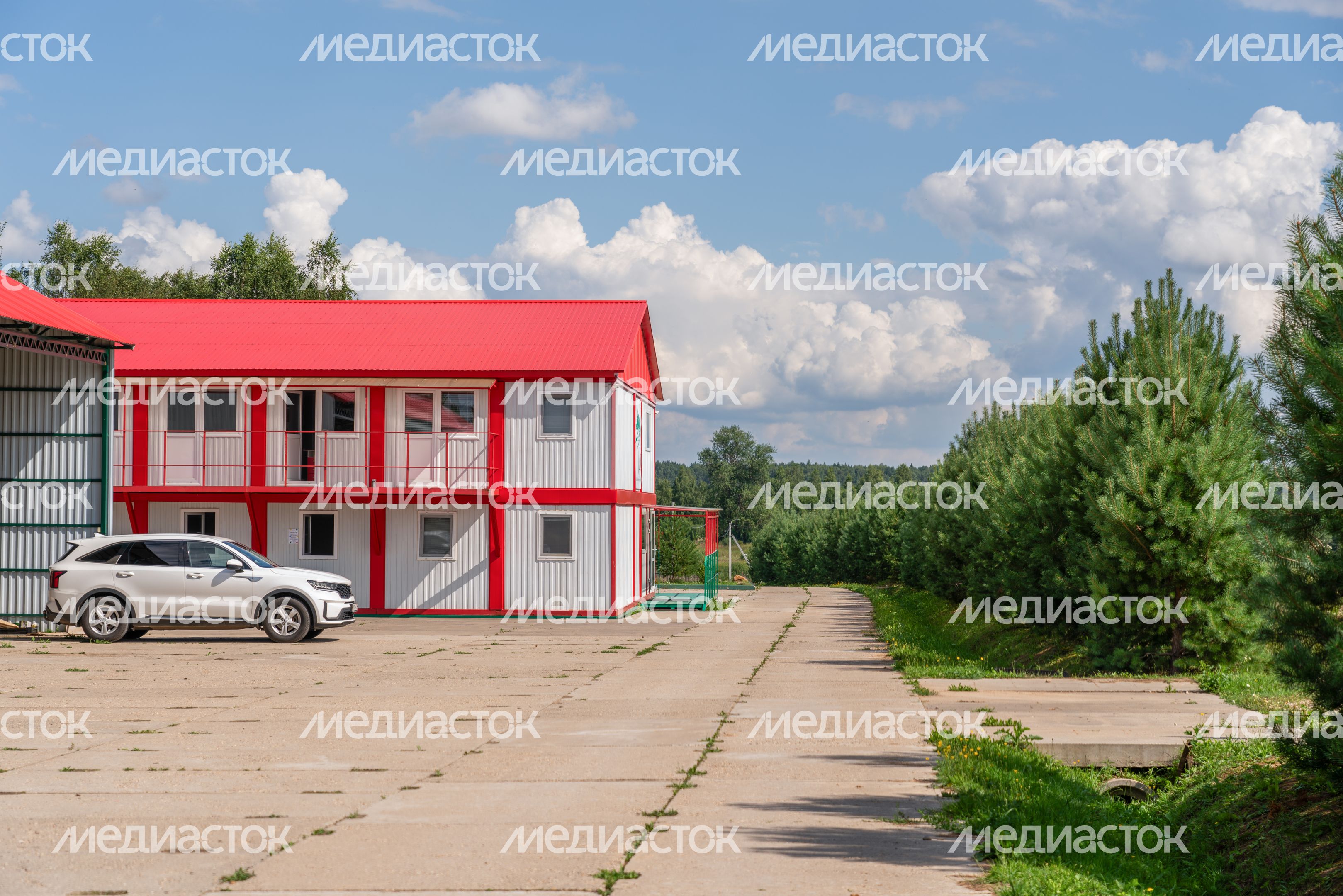 Подмосковная голубика в плодопитомнике «Ягода-малина», округ Шаховская Подмосковная голубика в плодопитомнике «Ягода-малина», округ Шаховская